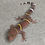 Thumbnail: Chinese Cave Gecko (ID: 24DT2)