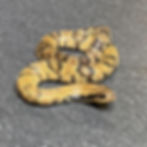 Thumbnail: False Water Cobra (Hydrodynastes gigas - Female ID: 25DM4F) - No Utah Sales