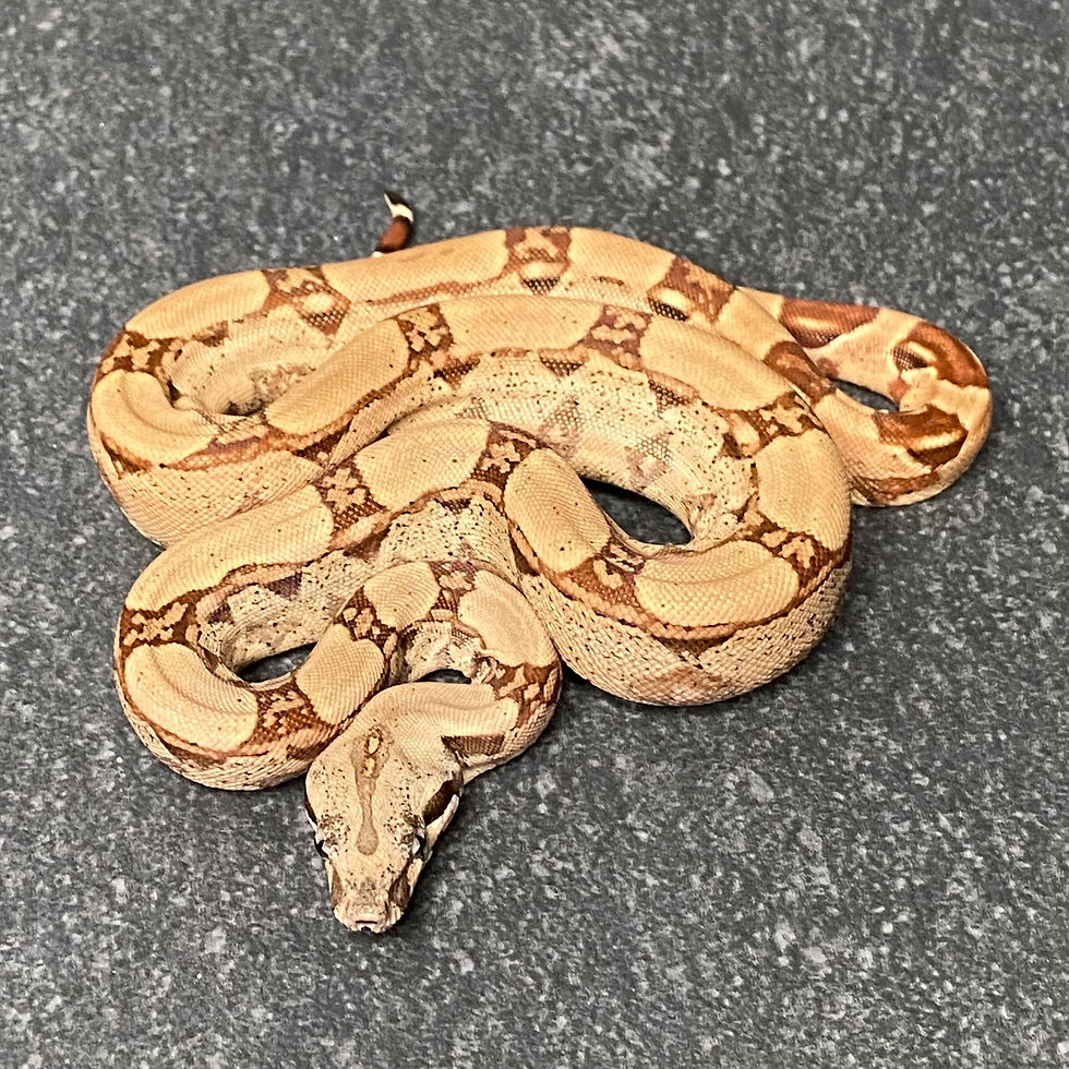 Thumbnail: Hypo Arabesque Poss. Het. Albino Poss. Het. Anery Boa (Female - ID: 26AZ3F)