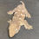 Thumbnail: Nuu Ana Leachianus Gecko (ID: 23HU1F)