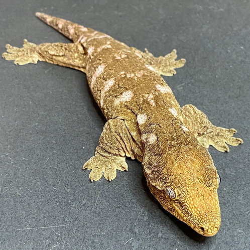 Moro Leachianus Gecko (Female ID: 23F1F)