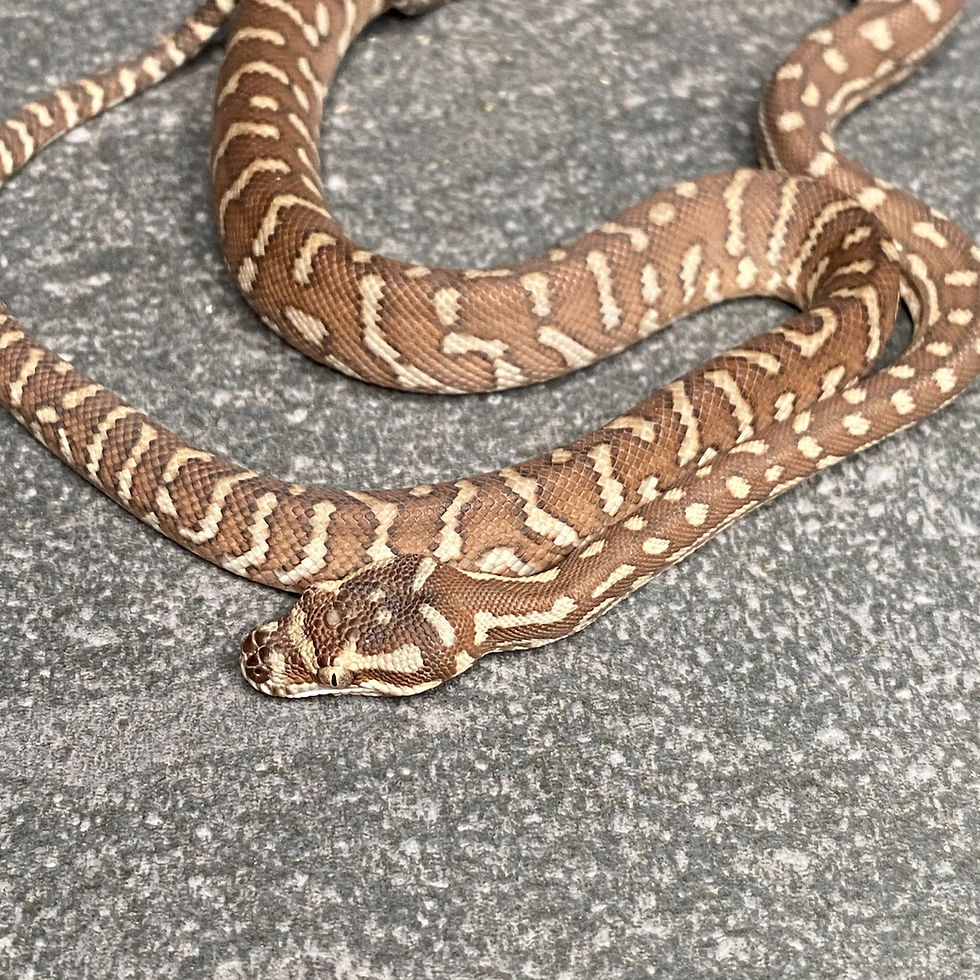 Thumbnail: Bredl's Python (Male - ID: 25EO13M)