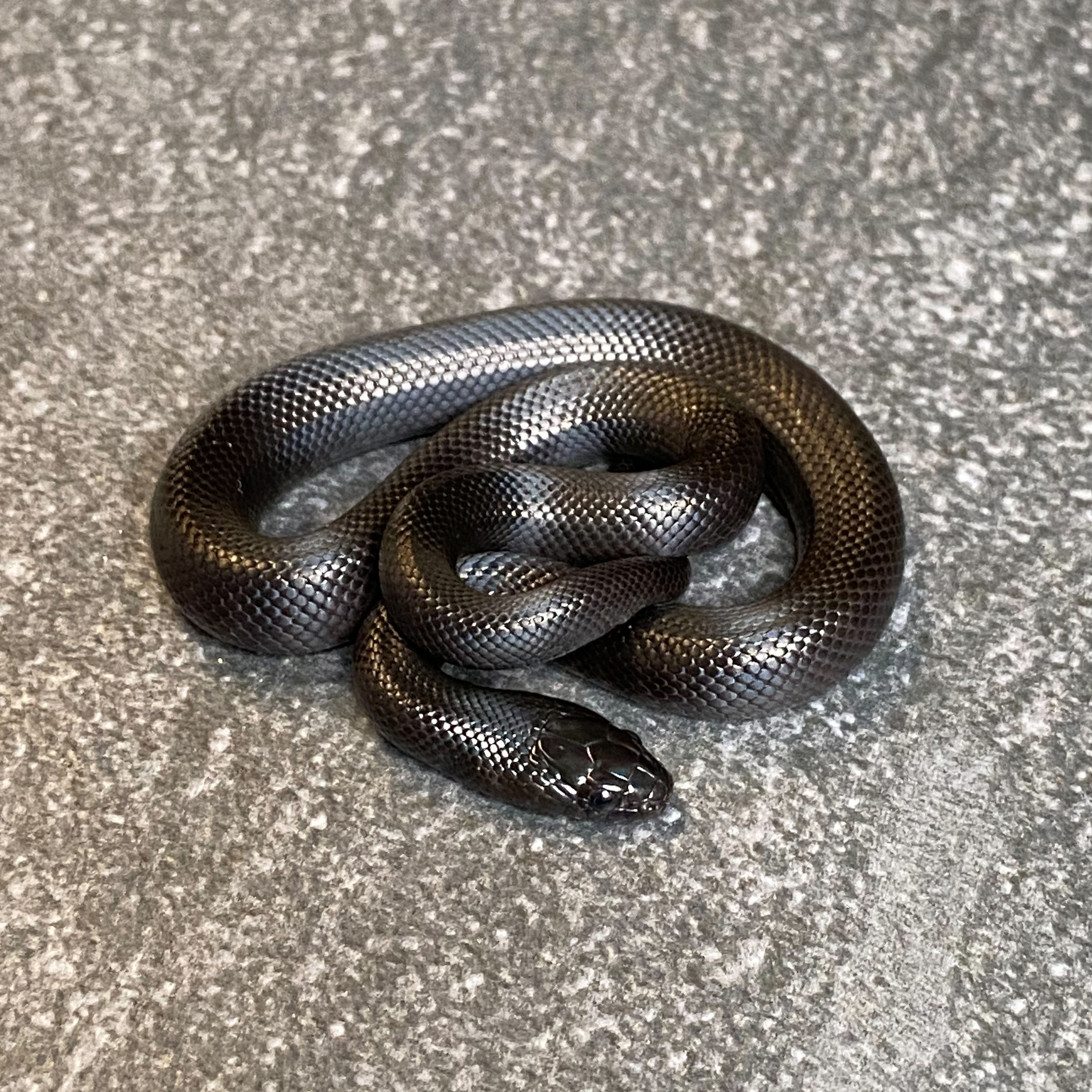 Mexican Black Kingsnake (Female ID: 26BP4F)