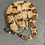 Thumbnail: Peruvian long-tail boa (B. c. longicauda - Male ID: 25DS15M)