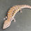 Thumbnail: Northern Blue Tongue Skink (ID: 25T12)