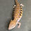 Thumbnail: Northern Blue Tongue Skink (ID: 25S10)