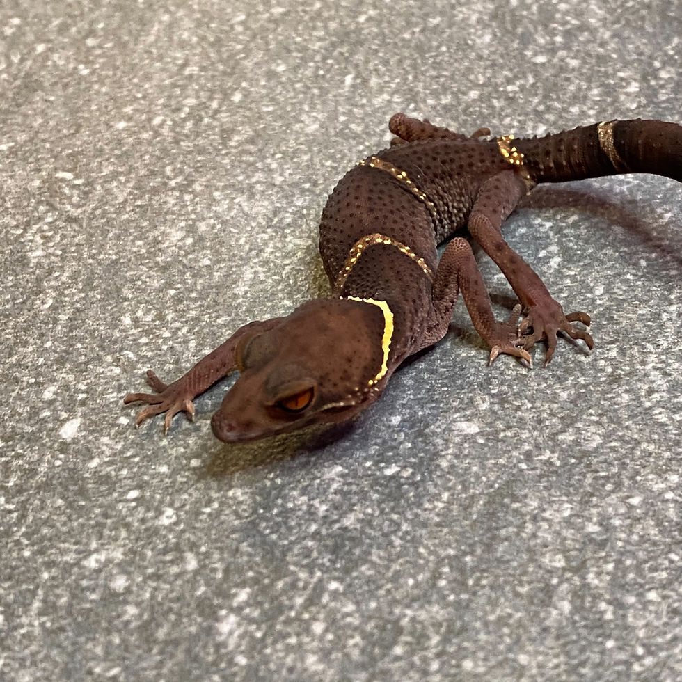 Thumbnail: Lichtenfelder's Cave Gecko (Female ID: 24KB1F)*
