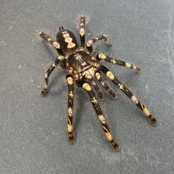Poecilotheria subfusca  (Mature Female)