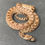 Thumbnail: Captive Bred Great Basin Gopher Snake (P. c. deserticola - Male ID: 25DG1M)
