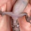 Thumbnail: Bawangling Cave Gecko (Female ID: 24BA1F)