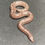 Thumbnail: Anery Stripe Kenyan Sand Boa (Male - ID: 23GQ3M)