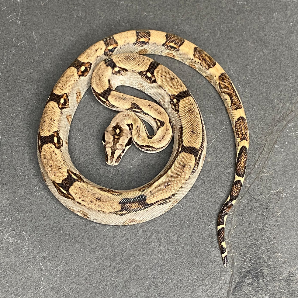 Thumbnail: Peruvian long-tail boa (B. c. longicauda - Male ID: 25DS13M)