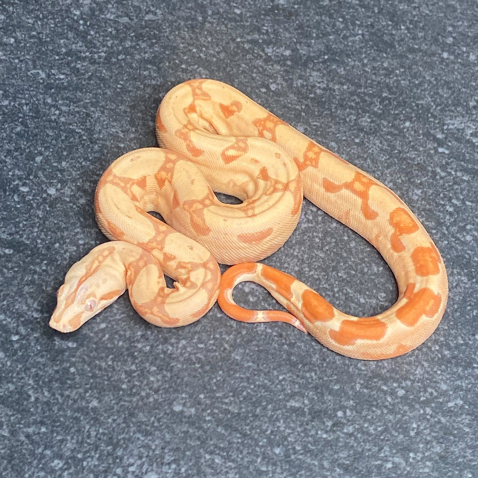 Thumbnail: Albino Hypo Arabesque Boa (Female - ID: 26AD4F)