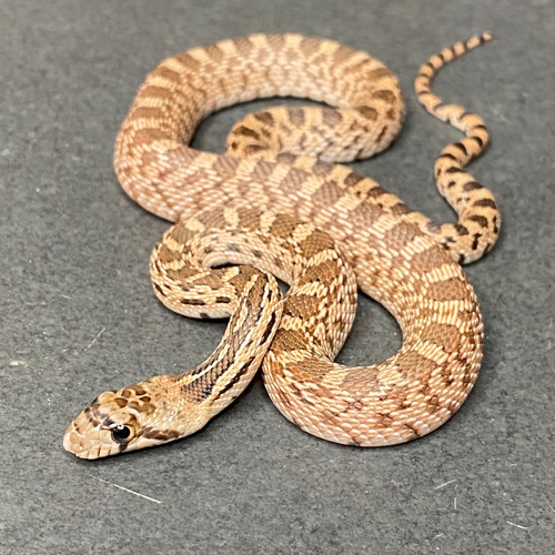 Curated visual reference: Picture Idea: Captive Bred Great Basin Gopher Snake P C Deserticola