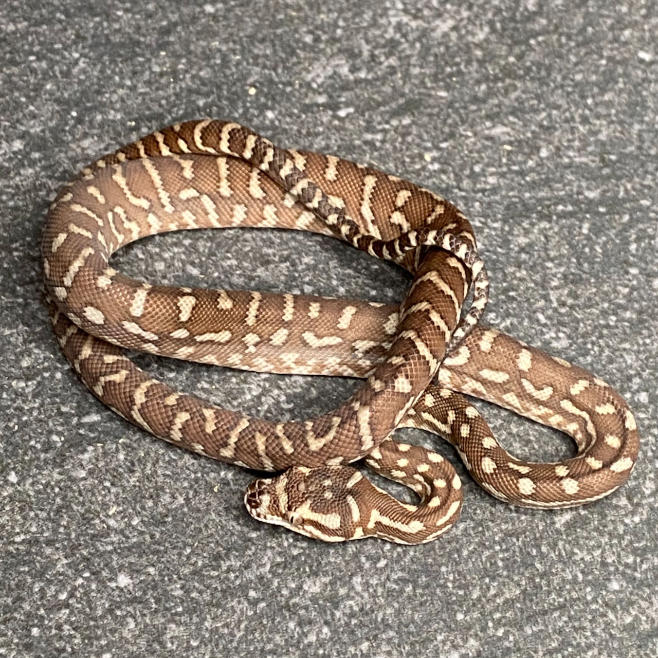 Bredl's Python (Male - ID: 25EO13M)