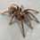 Thumbnail: Phormictopus cancerides
