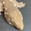 Thumbnail: Nuu Ana Leachianus Gecko (Female ID: 24KC1F)