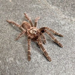 Thrigmopoeus truculentus (Juvenile)