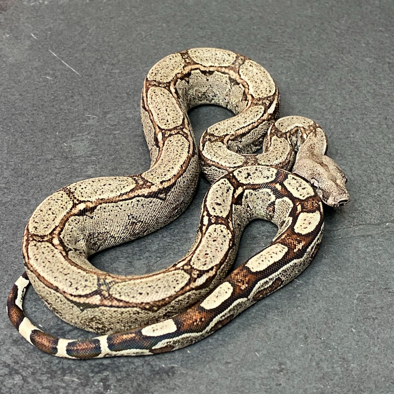 Arabesque Poss. Het. Albino (Boa imperator - Male ID: 25DB3M)