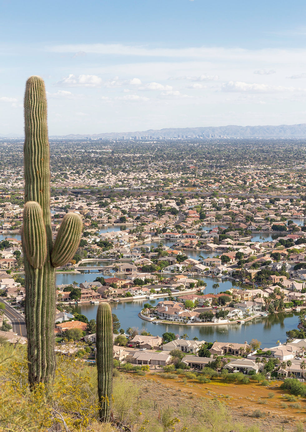 A scenic view of a residential neighborhood in Phoenix, Arizona, with desert landscaping and large cacti in the foreground.