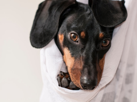 Finding the Right Dog Cremation Service for Your Beloved Pet