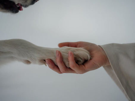Finding Solace: Where to Turn for Pet Loss Support
