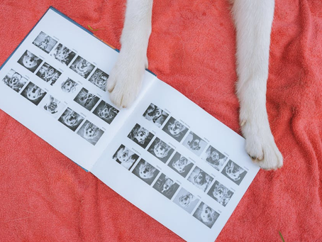 The Ultimate Guide to Pet Memorial Products