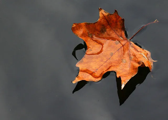 Leaves-on-a-Steam-Cognitive-Defusion-Exercise.webp