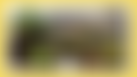 Biodiversidade na cidade