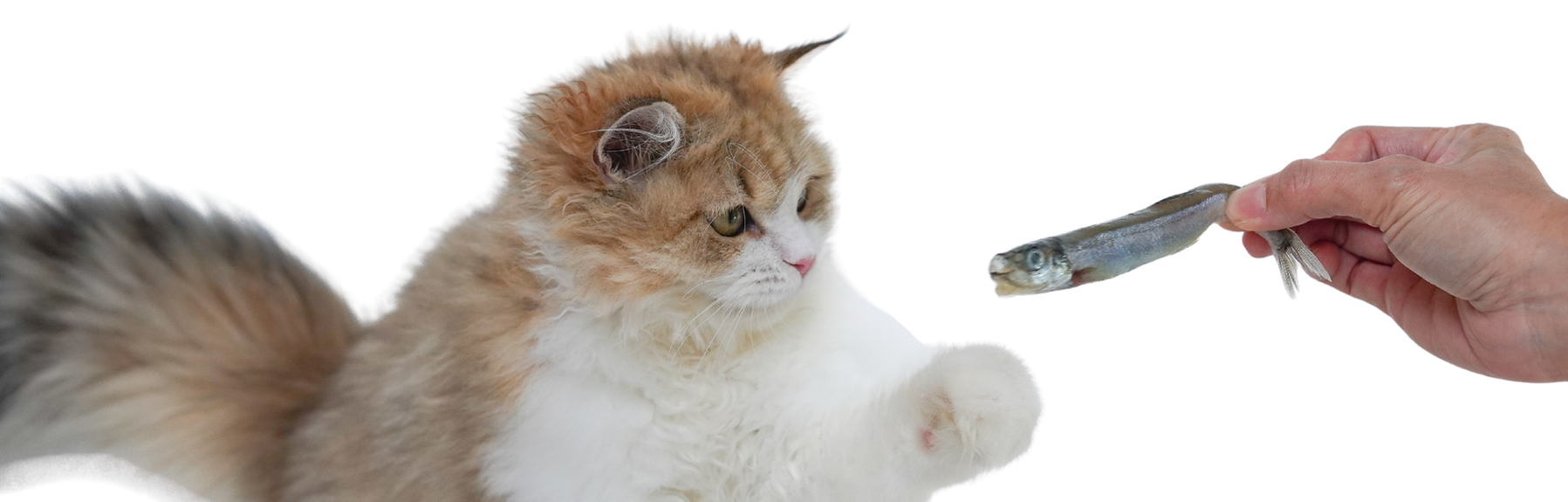 Caramel website.png