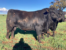 Majestic Angus Bulls