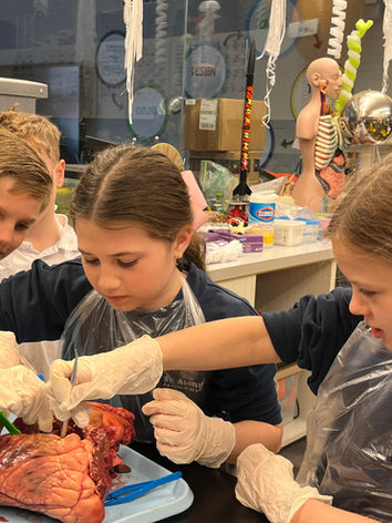 Students explore animal heart