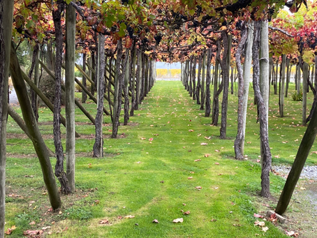 The Wonderful Wines of Marlborough – Picton, New Zealand