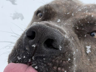 Photo Contest - Students Vote for Favorite Pet Photo