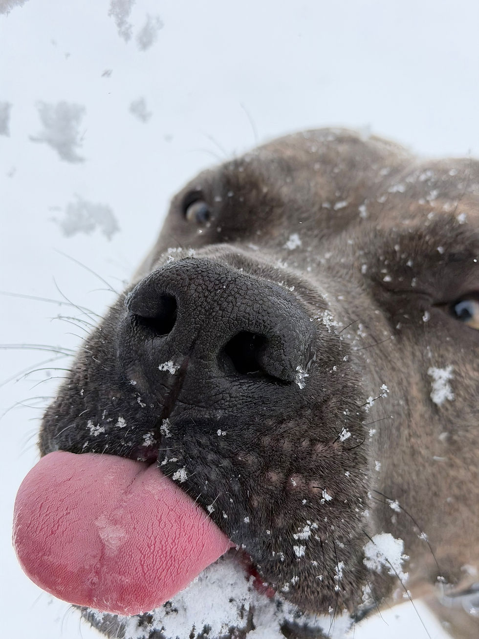 Photo Contest - Students Vote for Favorite Pet Photo