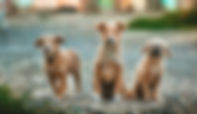 Dog Canine Animal Chiropractic