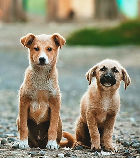 Three Big Puppies