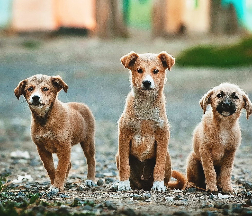 Three Big Puppies