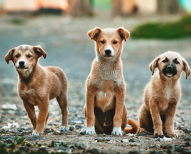 Hundeschule Barking Buddies Viersen - Streunerwelpen