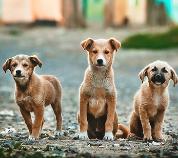 Three Big Puppies