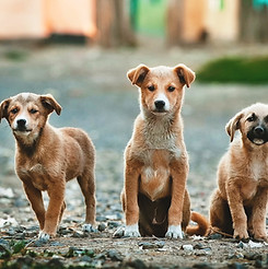 Trois chiots Big