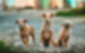 Little Puppies