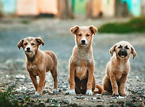 Three Big Puppies