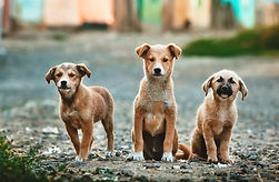 Einen Freund adoptieren