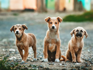 Paso peatonal para perros