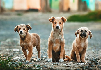 Three Big Puppies
