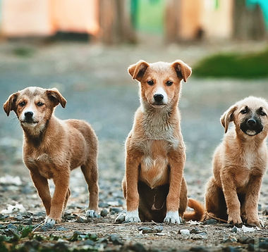 Three Big Puppies