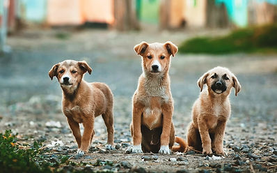 Three homeless dogs