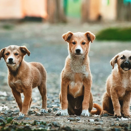 Três filhotes de cachorro grande