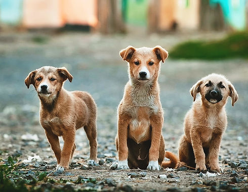 Three Big Puppies